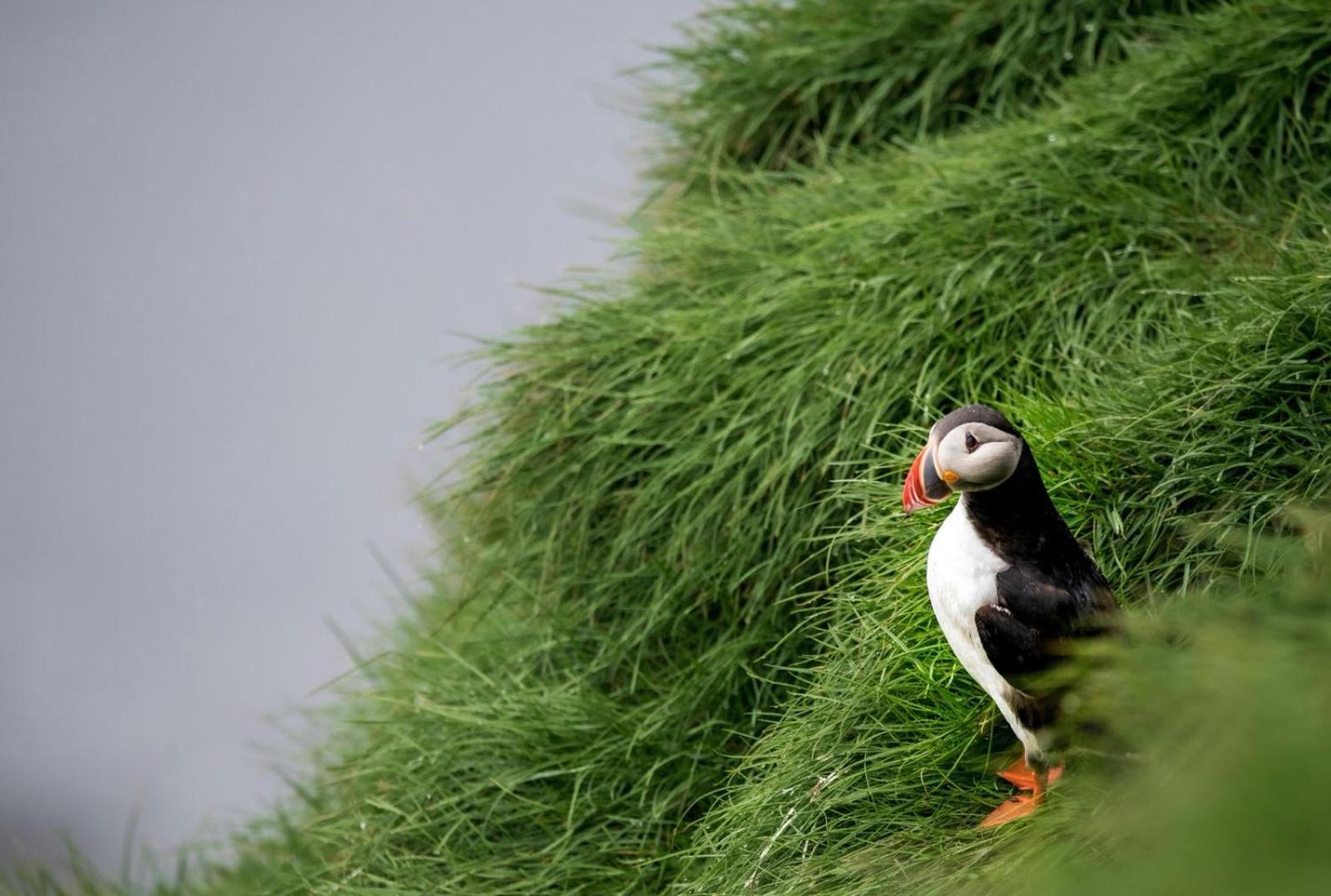 Puffin Rooms Lisdoonvarna Kültér fotó